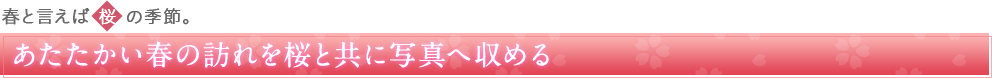 春と言えば桜の季節。あたたかい春の訪れを桜と共に写真へ収める